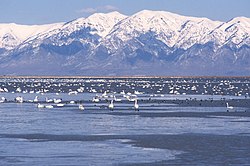 Migratory birds on the Great Salt Lake Nerr0940 - Flickr - NOAA Photo Library.jpg