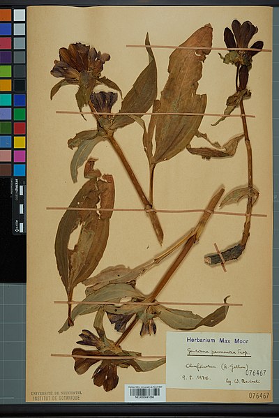 File:Neuchâtel Herbarium - Gentiana pannonica - NEU000041066.jpg