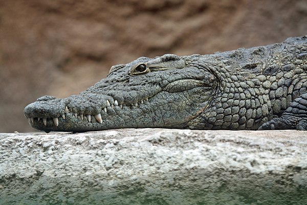 Image: Nile crocodile head