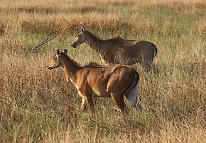 Nilgai in Blackbuck National Park 04.jpg