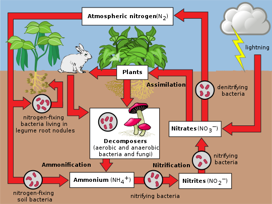 Diagram of nitrogen cycle above and below ground. Atmospheric nitrogen goes to nitrogen-fixing bacteria in legumes and the soil, then ammonium, then nitrifying bacteria into nitrites then nitrates (which is also produced by lightning), then back to the atmosphere or assimilated by plants, then animals. Nitrogen in animals and plants become ammonium through decomposers (bacteria and fungi).