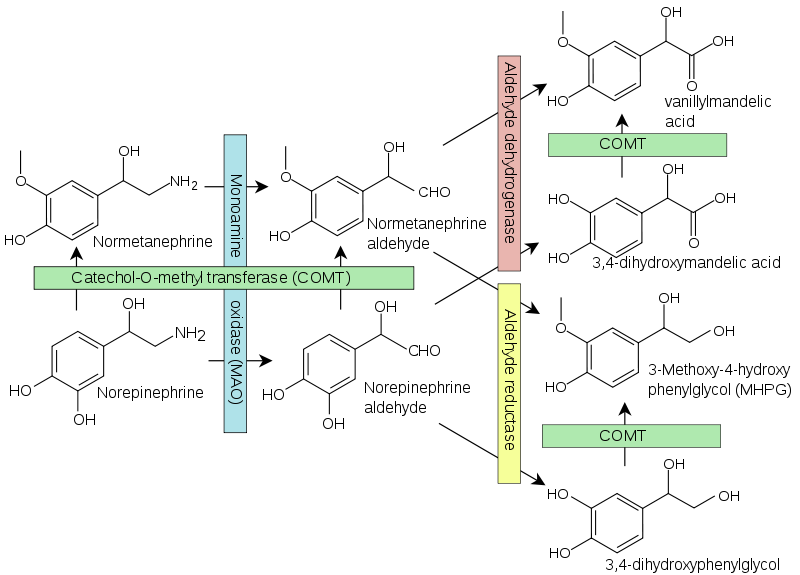 File:Noradrenaline breakdown.svg