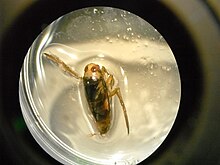 An image of a species of backswimmer under a microscope. Notonecta backswimmer17.jpg