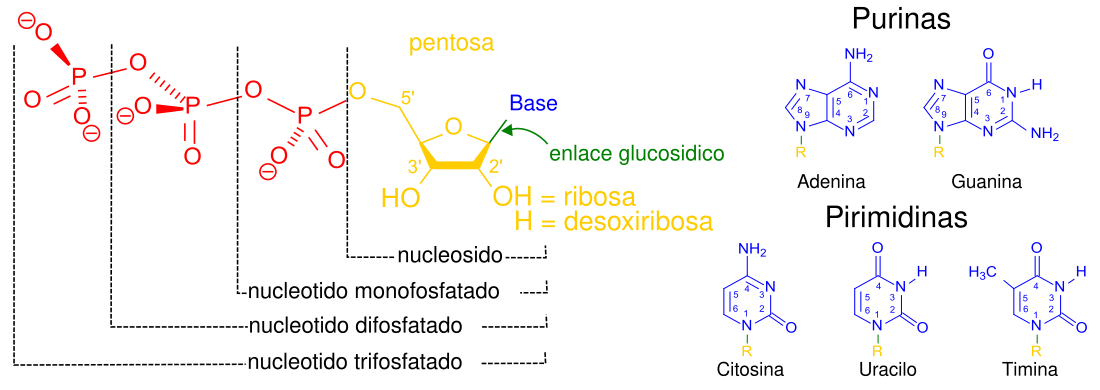 Metabolismo de los ácidos nucleicos