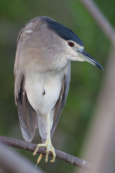 File:Nycticorax nycticorax - Laem Pak Bia.jpg