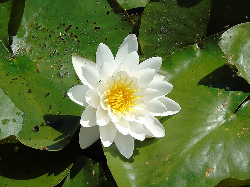 File:Nymphaea alba.001 - Breendonk.jpg