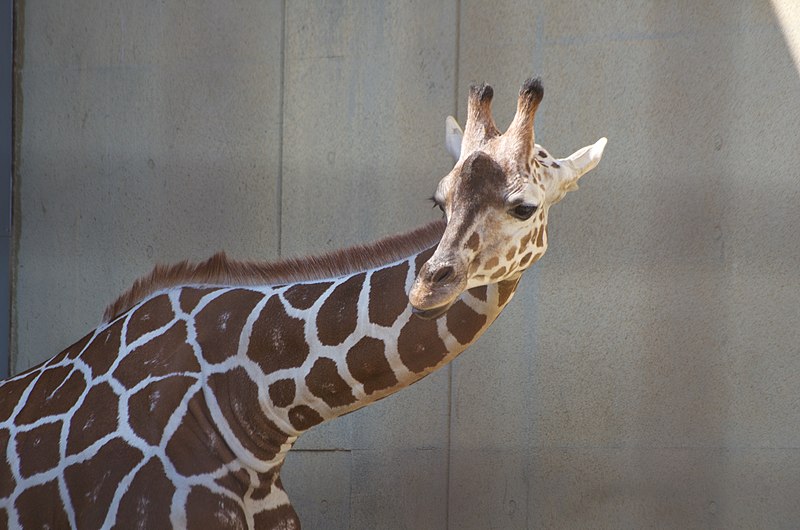 File:Oji zoo, Kobe, Japan (37475249064).jpg