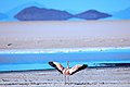 On and around Bolivias' Salar de Uyuni - the Puna Flamingoes Phoenicoparrus jamesi) awake for another day on the saline ponds - (24212577023).jpg