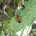 Oncopeltus varicolor ssp. stalii.jpg