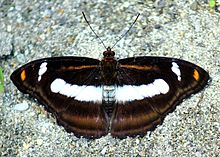 Open wing position of Athyma cama, Moore, 1857 – Orange Staff Sergeant WLB.jpg