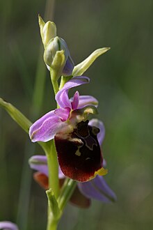el avispón Ophrys, una orquídea de césped seco