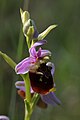 * Nomination Un Ophrys frelon (Ophrys fuciflora) sur la corniche calcaire du ravin de Valbois. --Pmau 20:05, 8 June 2015 (UTC) * Decline Insufficient sharpness. Dust spots. --Cccefalon 12:10, 11 June 2015 (UTC)