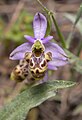 Ophrys scolopax subsp. cornuta