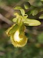 Ophrys speculum var. lutescens Spain - Mallorca