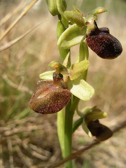 Ophrys sphegodes, the Early Spider Orchid