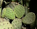 Opuntia rufida