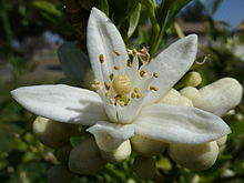 orange fruit flowers