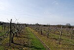 Thumbnail for File:Orchard between Lewes Heath and Hazel Street (4) - geograph.org.uk - 1813873.jpg