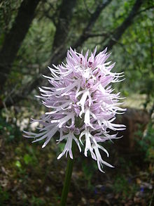 Orchis italica.004 - Serra de Enciña de Lastra.JPG
