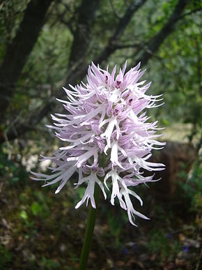 Descrizione dell'immagine Orchis italica.004 - Serra de Enciña de Lastra.JPG.