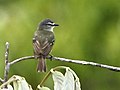 Ornithion inerme - White-lored tyrannulet.JPG