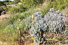 Orobanche densiflora 0.jpg