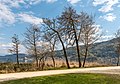 * Nomination Vernal trees at the peninsula promenade, Pörtschach, Carinthia, Austria -- Johann Jaritz 02:54, 26 April 2020 (UTC) * Promotion Good quality. --Bgag 03:35, 26 April 2020 (UTC)