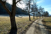 Als Allee gepflanzte Birnbäume mit typischer Kronenausbildung