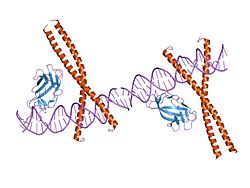 PDB 1hjb EBI.jpg