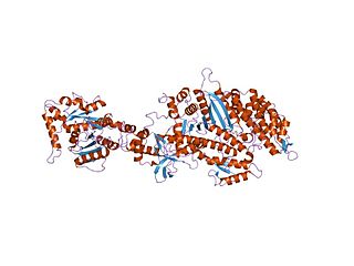 Dynamin Family of GTP-binding proteins