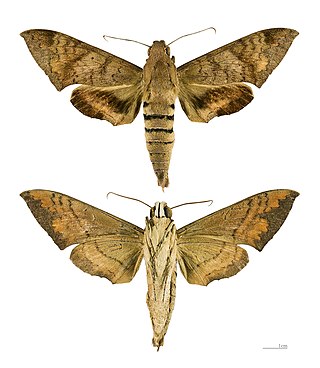 <i>Pachylioides</i> Genus of moths