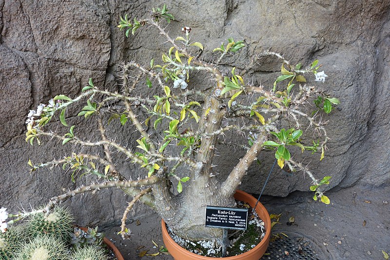 File:Pachypodium saundersii - Brooklyn Botanic Garden - Brooklyn, NY - DSC08125.JPG
