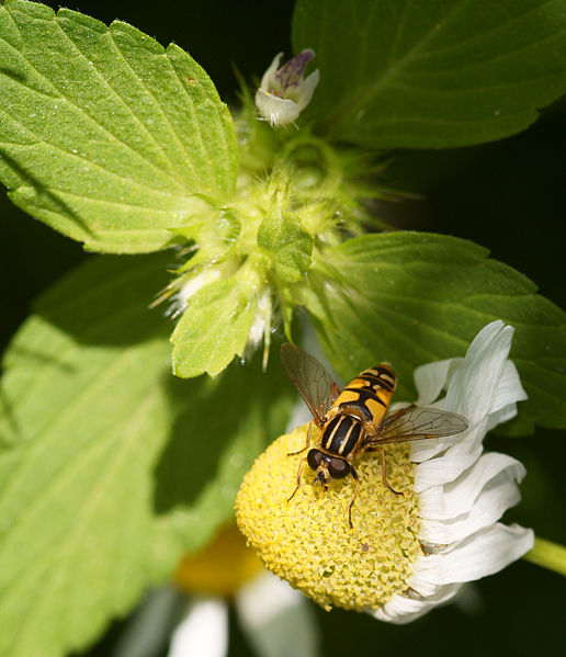 File:Paistekärpänen (Helophilus pendulus).JPG