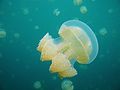 Palau stingless jellyfish.jpg