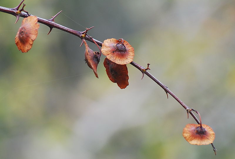 File:Paliurus spina-christi Izmir.jpg