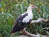 State Bird of Guinea-Bissau