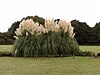 Jindai botanika bog'idagi Pampas Grass -Japan.jpg