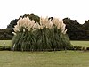 Jindai Botanik Bahçesinde Pampas Otu -Japan.jpg