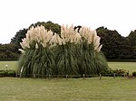 Pampas Grass in Jindai Botanical Garden -Japan.jpg