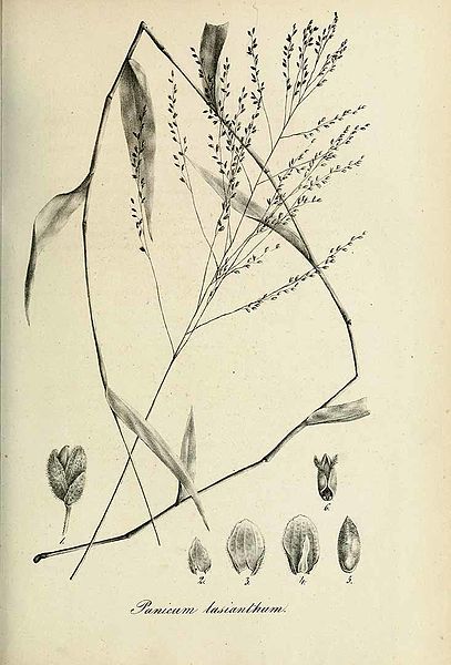 File:Panicum lasianthum - Species graminum - Volume 3.jpg