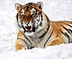 Panthera tigris altaica 28 - Buffalo Zoo.jpg