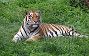 Panthera tigris altaica  