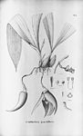 Paphinia grandiflora-Fl.Br.3-5-93.jpg