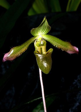 HOA GIEO TỨ TUYỆT 2 - Page 40 280px-Paphiopedilum_javanicum_Orchi_DOG_014