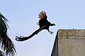 * Nomination A flying peacock. --Satdeep Gill 16:56, 10 June 2018 (UTC) * Decline Pretty good capture but the light is unfavourable and there is a blue glare on the neck. --Peulle 19:38, 10 June 2018 (UTC)  Comment This unfavourable lighting makes for a very good dragon thumbnail, but I agree with Peulle's review nonetheless. --Trougnouf 22:36, 11 June 2018 (UTC)