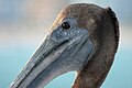 * Nomination Head of Pelecanus occidentalis --Ianare 05:13, 17 April 2009 (UTC) * Decline the beak is also part of the head and should be complete Gnangarra 03:22, 17 April 2009 (UTC)  Comment but then you would not get the same amount of detail --Ianare 13:57, 17 April 2009 (UTC)