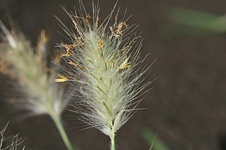 <i>Pennisetum villosum</i> Species of grass