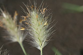 The grass Pennisetum villosum Pennisetum villosum 1.jpg