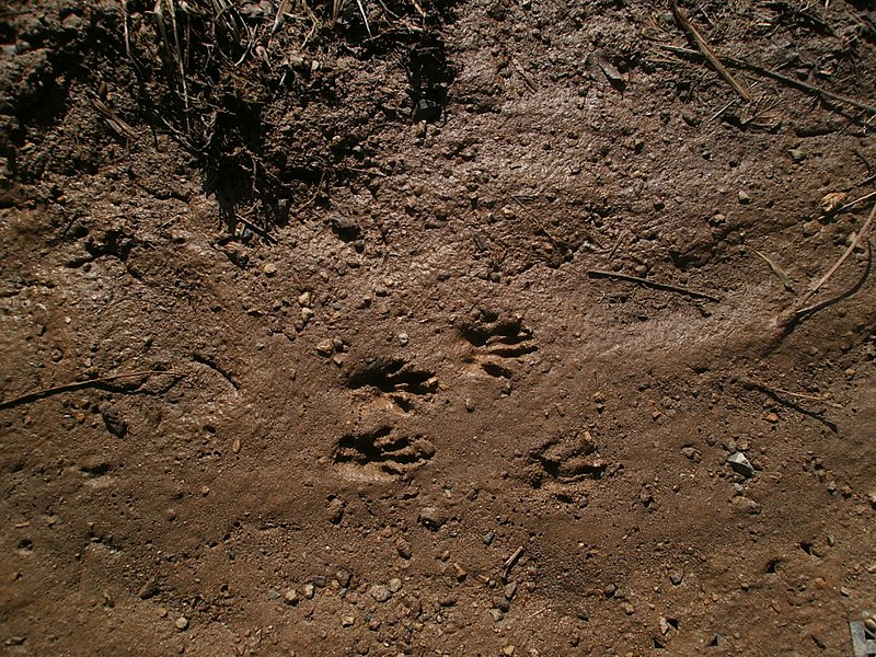 File:People aren’t the only creatures that use our trails. Looks like a squirrel went for a walk in the picnic area . (13513812754).jpg