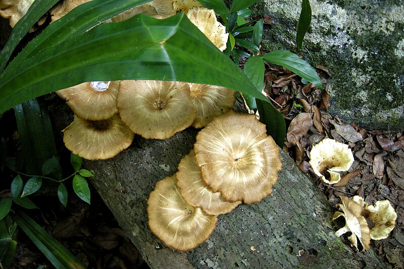 File:Perhentian Besar, Malaysia, Mushrooms, Wood.jpg